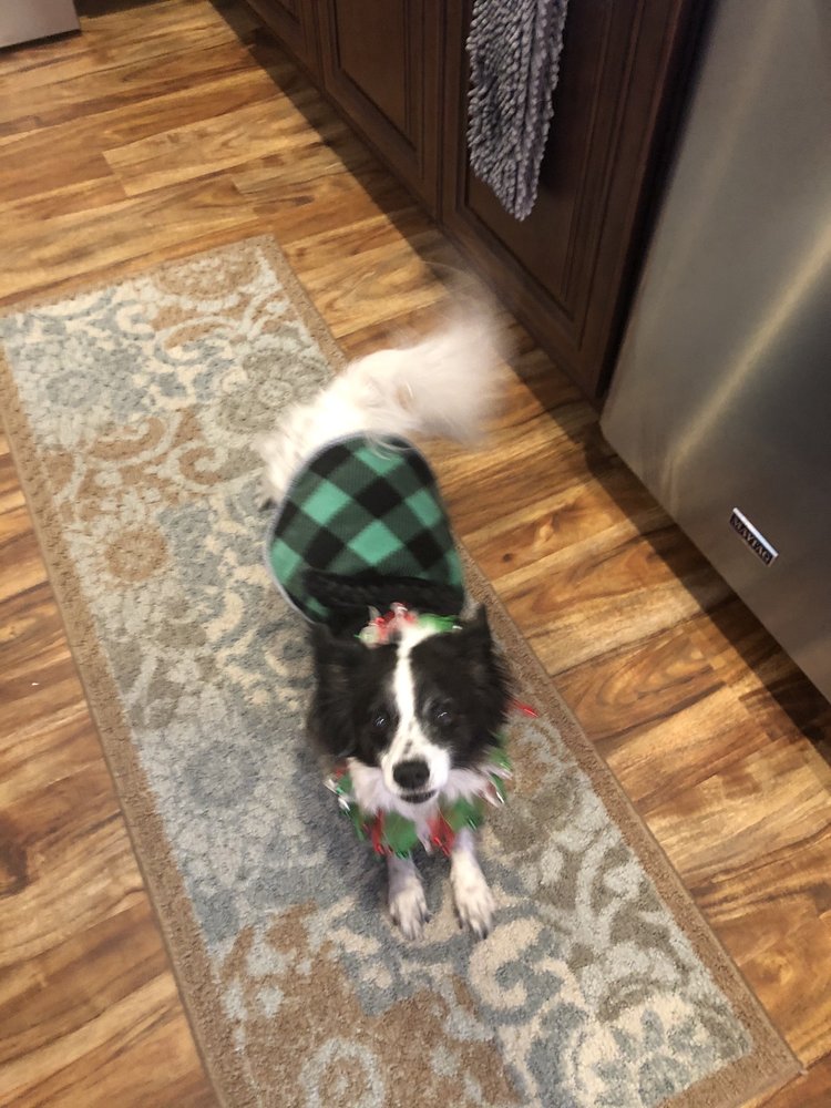 CAITYBUGS MOBILE GROOMING Updated September 2024 Ocala, Florida