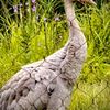 International Crane Foundation gift card