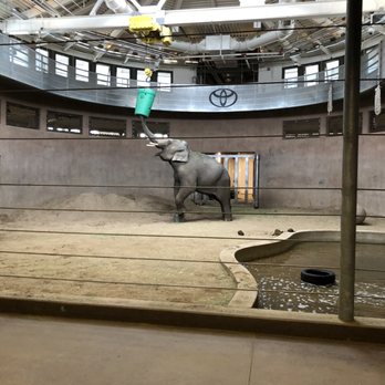 Denver Zoo - Clever elephant - Zoos Near Me - Denver, Colorado