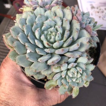 Waterwise Botanicals - Echeveria setosa var. oterol - Nurseries & Gardening Near Me - Bonsall, California