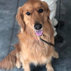 Valor K9 Academy