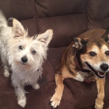 Apollo Animal Hospital - Buddy and Sierra love Apollo Animal Hospital! - Veterinarians Near Me - Glendale, Arizona Apollo Animal Hospital - Buddy and Sierra love Apollo Animal Hospital! - Veterinarians Near Me - Glendale, Arizona
