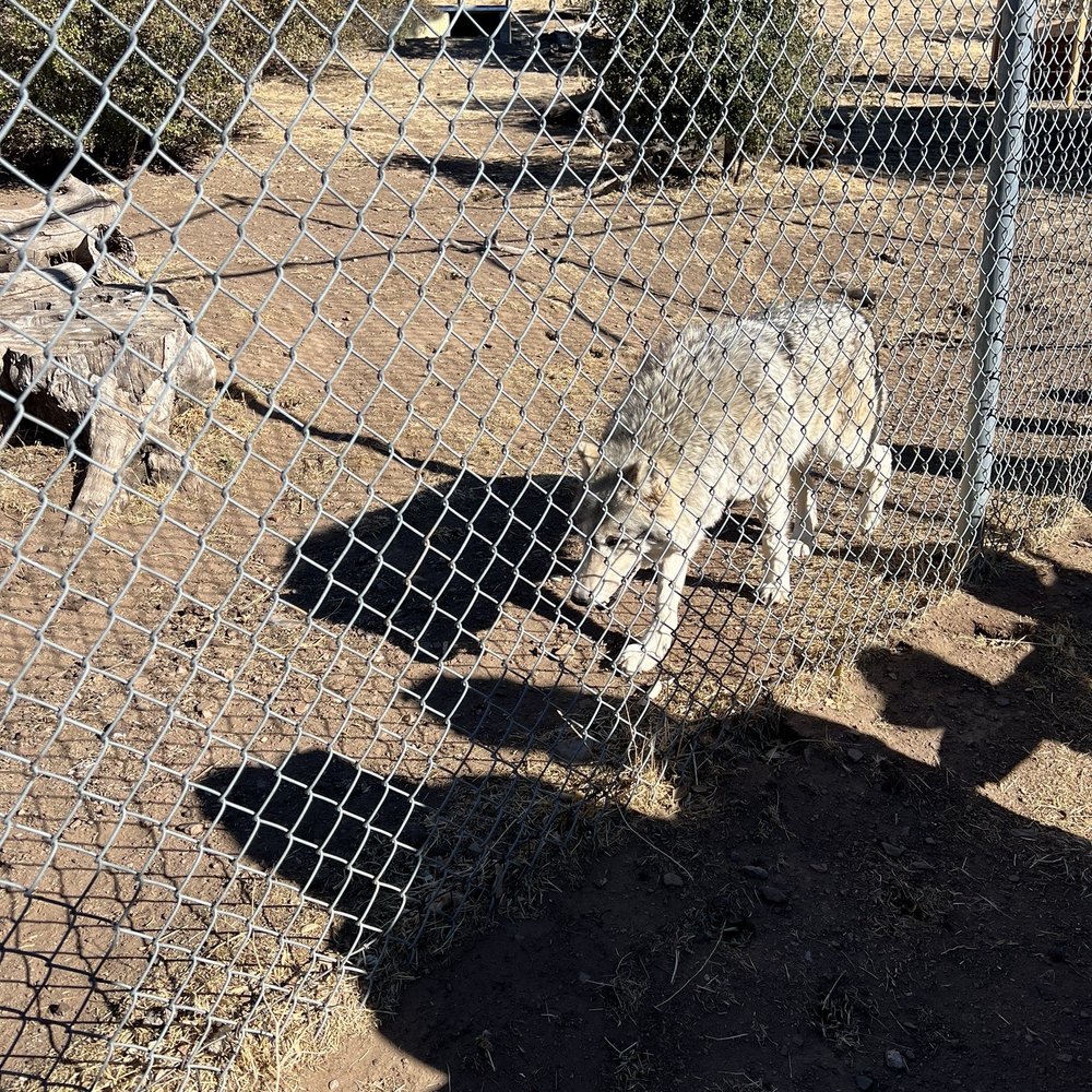 California Wolf Center - Zoos Near Me - Julian, California California Wolf Center - Zoos Near Me - Julian, California