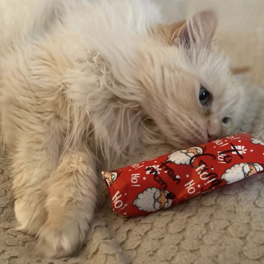 Broadway Ragdolls - Ginger with her Christmas present - Pet Services Near Me Broadway Ragdolls - Ginger with her Christmas present - Pet Services Near Me