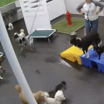 Dogtopia - Pet Groomers Near Me - Rancho Cordova, California Dogtopia - Pet Groomers Near Me - Rancho Cordova, California