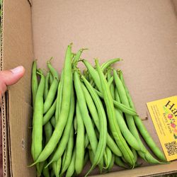 Harvold Berry Farm - Green beans 2.50 lbs