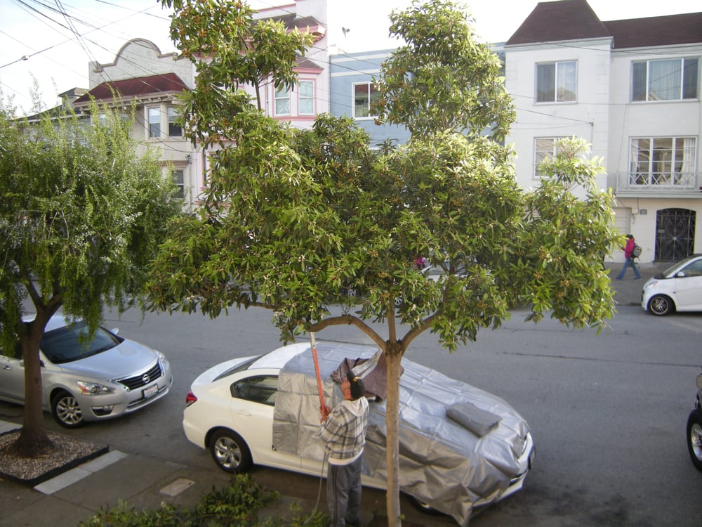 TREE SHAPERS Updated August 2024 15 Reviews San Francisco