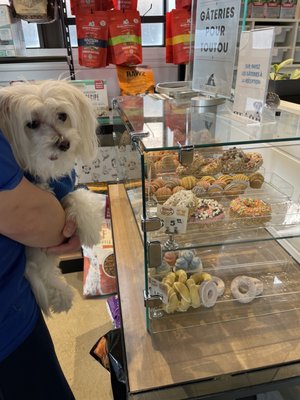 DOGGIEVILLE MTL by null