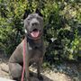 Photo of Sit Means Sit Dog Training Rancho Mission Viejo