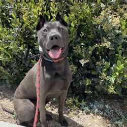 Sit Means Sit Dog Training Rancho Mission Viejo