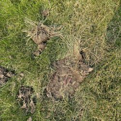 TruGreen Lawn Care - Grass torn up with shoe print in the mud