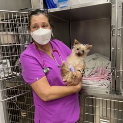 Compassionate Care Animal Hospital - Anesthesia recovery