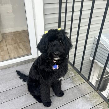 Clearance doreen's pooch palace Online Sale