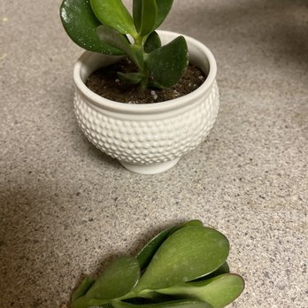 Flowers For Dreams - Bonus plant sent for the botanical workshop; a jade cutting. I had a fairly large one, so I split it. - Florists Near Me - Chicago, Illinois