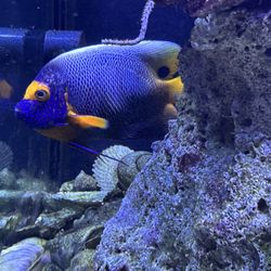 Violet Sea Fish and Coral - Appears to be healthy on left side