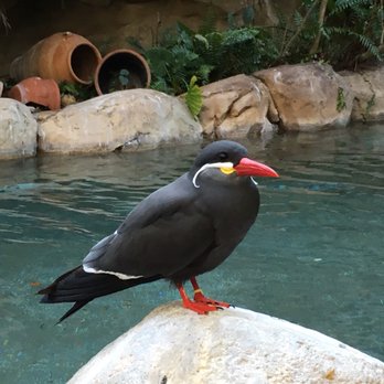 Discovery Cove - Amusement Parks Near Me - Orlando, Florida