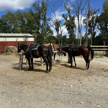 Natural Valley Ranch - Horses - Horseback Riding Near Me - Brownsburg, Indiana