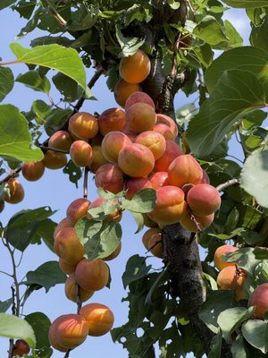 APPEL HAPPEL by null