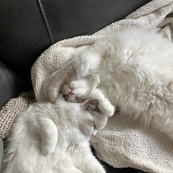 Day Spring Ragdolls - Pet Breeders Near Me - Shingle Springs, California