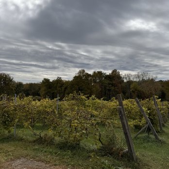 Independence Vineyard - More grape vines! - Wineries Near Me - Lebanon, Connecticut Independence Vineyard - More grape vines! - Wineries Near Me - Lebanon, Connecticut