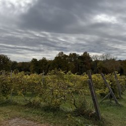 Independence Vineyard - More grape vines!