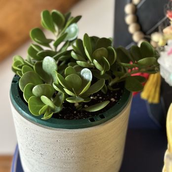 Larry's Nursery - A trailing jade that I got today - Nurseries & Gardening Near Me - Riverside, Missouri