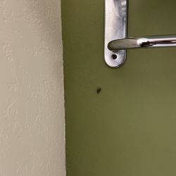 Roach