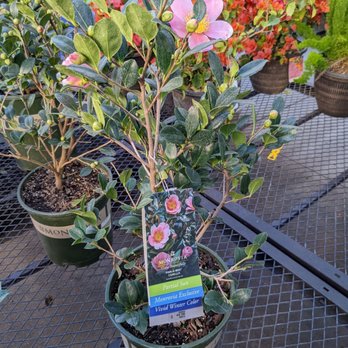 Lowe's - Camellia Sasanqua Pink-a-Boo - Hardware Stores Near Me - Los Angeles, California