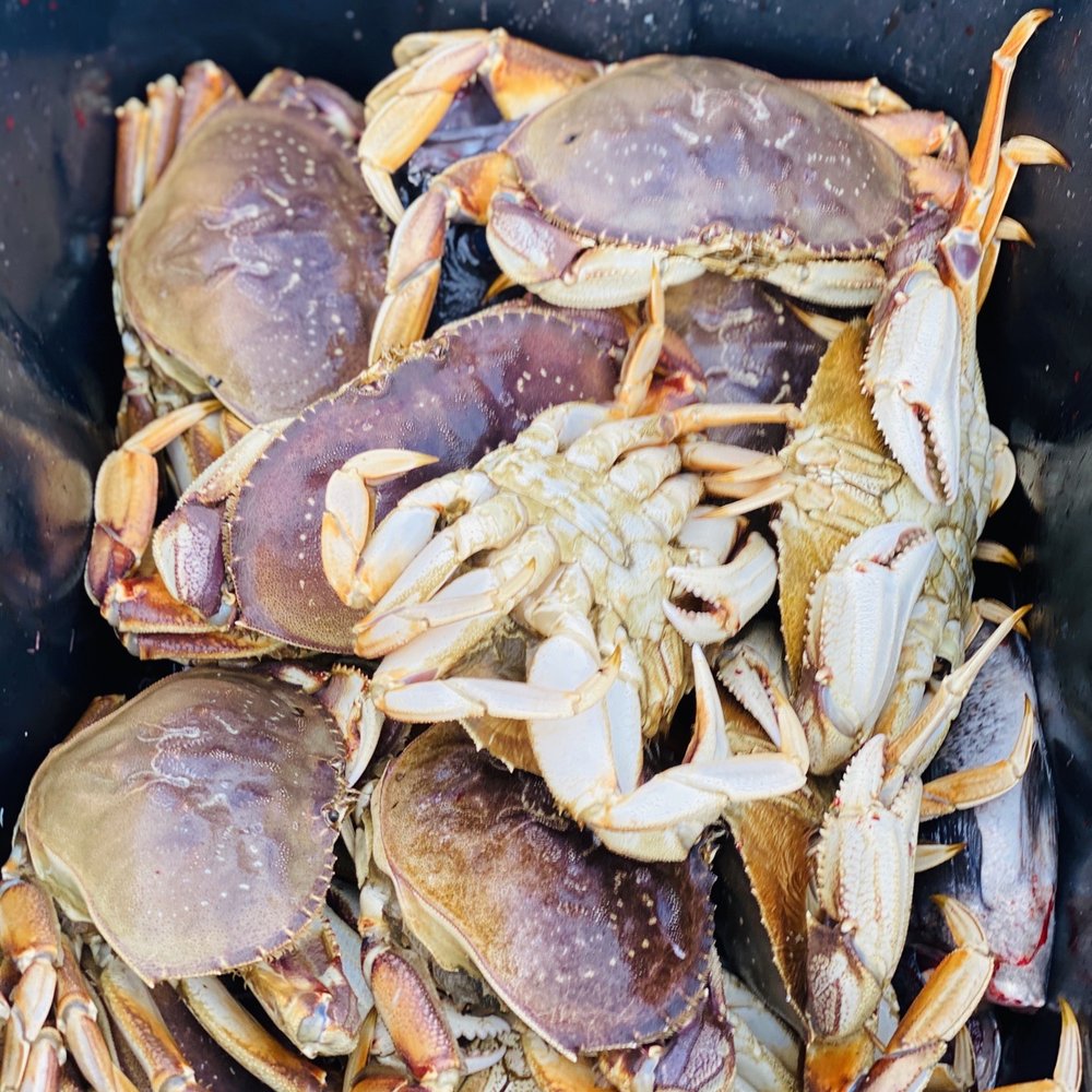 Chinook Charters - Only the tastiest crab in the world. Dungeness. Period. - Boat Charters Near Me - Coos Bay, Oregon Chinook Charters - Only the tastiest crab in the world. Dungeness. Period. - Boat Charters Near Me - Coos Bay, Oregon