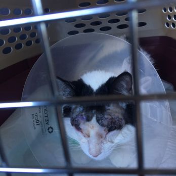 Animal Eye Care - After Surgery. She is in no pain, she was purring when I picked her up and a little groggy from being on medication. - Veterinarians Near Me - Fremont, California
