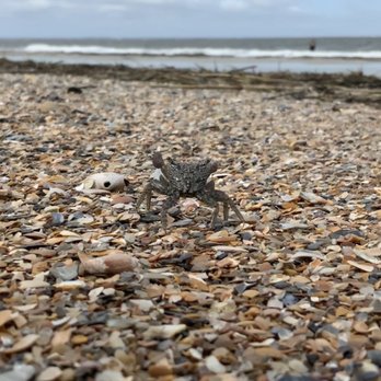 Fort Clinch State Park - Crab - Venues & Event Spaces Near Me - Fernandina Beach, Florida Fort Clinch State Park - Crab - Venues & Event Spaces Near Me - Fernandina Beach, Florida