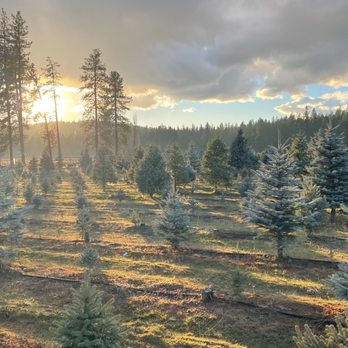 G's Christmas Tree - Christmas Trees Near Me - Chattaroy, Washington G's Christmas Tree - Christmas Trees Near Me - Chattaroy, Washington