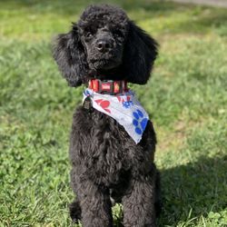 Best Dog Hotel Near Me - December 2021 Find Nearby Dog Hotel Reviews - Yelp