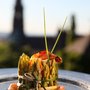 Greiffenegg Schlössle Restaurant