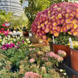 Roots Garden Center