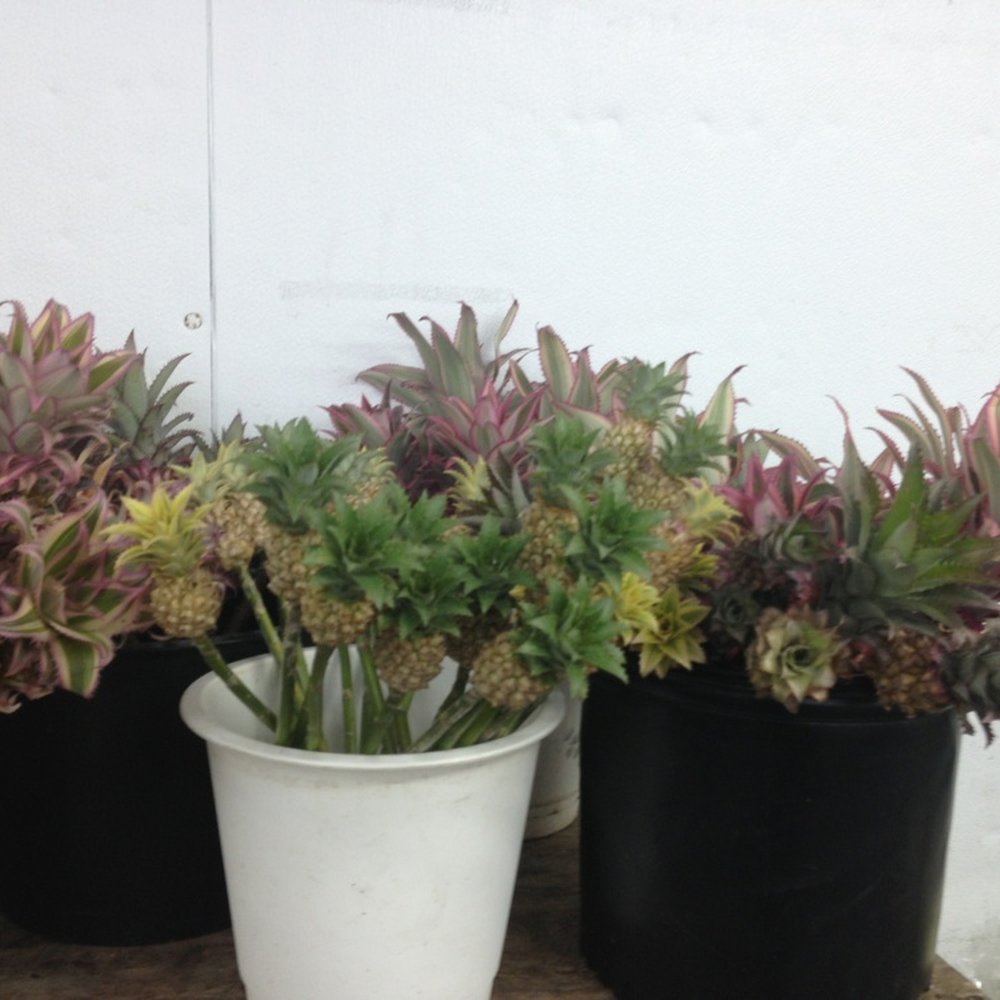 Berkeley Florist Supply Company - small pineapples... look!! - Florists Near Me - Miami, Florida