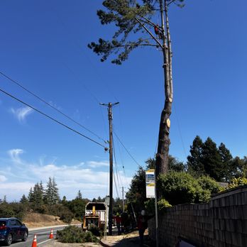 Procopio's Tree Service - Working close to the cables. - Tree Services Near Me - San Jose, California Procopio's Tree Service - Working close to the cables. - Tree Services Near Me - San Jose, California