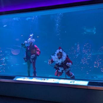 Adventure Aquarium - Santa and elf divers - Aquariums Near Me - Camden, New Jersey Adventure Aquarium - Santa and elf divers - Aquariums Near Me - Camden, New Jersey
