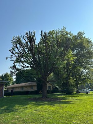 Tree Trimming Project - Our expert tree trimming brings out the best in your landscape! Whether you need careful pruning for the health of your trees or a shape-up to boost curb appeal, we use proven techniques and years of experience to deliver beautiful and lasting results. Check out our work and see the difference professional tree trimming can make! Tree Trimming Project - Our expert tree trimming brings out the best in your landscape! Whether you need careful pruning for the health of your trees or a shape-up to boost curb appeal, we use proven techniques and years of experience to deliver beautiful and lasting results. Check out our work and see the difference professional tree trimming can make!