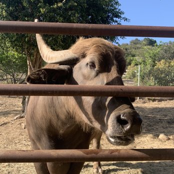 Canzelle Alpacas - Archie the Filipino water Buffalo! - Farms Near Me - Carpinteria, California