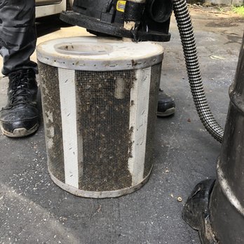 Bee Green Natural Bee Removal - Bees are ready to be transferred to a better and safer place. - Wildlife Control Near Me - Los Angeles, California