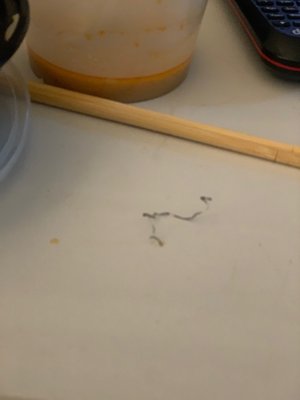 Tamashi Ramen Sushi- Oak Forest/Heights by null