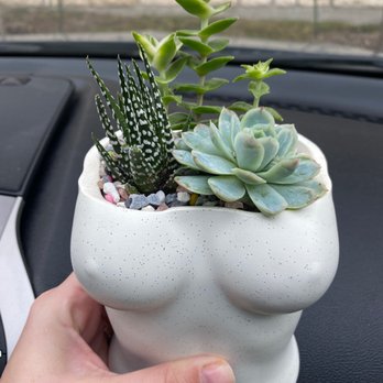 Succulent Native - Succulent plants - Nurseries & Gardening Near Me - Austin, Texas