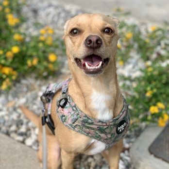 Rockstar Pet Care - Dog Walkers Near Me Rockstar Pet Care - Dog Walkers Near Me