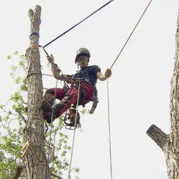 Adair Tree Care - Tree Services Near Me - Calgary, Alberta Adair Tree Care - Tree Services Near Me - Calgary, Alberta