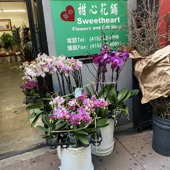Sweetheart Florist - Beautiful selection of plants and orchids. Love the owner! - Florists Near Me - San Francisco, California Sweetheart Florist - Beautiful selection of plants and orchids. Love the owner! - Florists Near Me - San Francisco, California