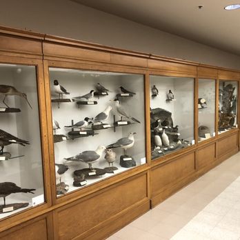 Charles R Conner Museum - Birds - Museums Near Me - Pullman, Washington