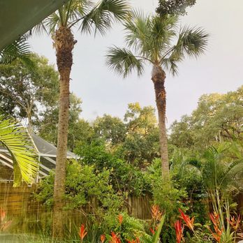 Stevens Tree Service - Our two Florida Natives - Tree Services Near Me - Dunedin, Florida Stevens Tree Service - Our two Florida Natives - Tree Services Near Me - Dunedin, Florida