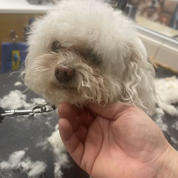 Arianne’s Grooming - Pet Groomers Near Me - Fontana, California Arianne’s Grooming - Pet Groomers Near Me - Fontana, California