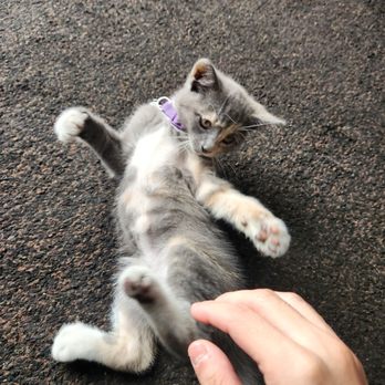 Main Auto Care - Store cat. - Auto Repair Near Me - Orange, California Main Auto Care - Store cat. - Auto Repair Near Me - Orange, California